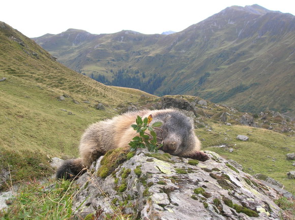 Murmeltier Jagd