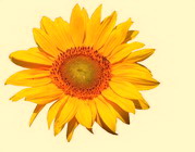 Sonnenblume