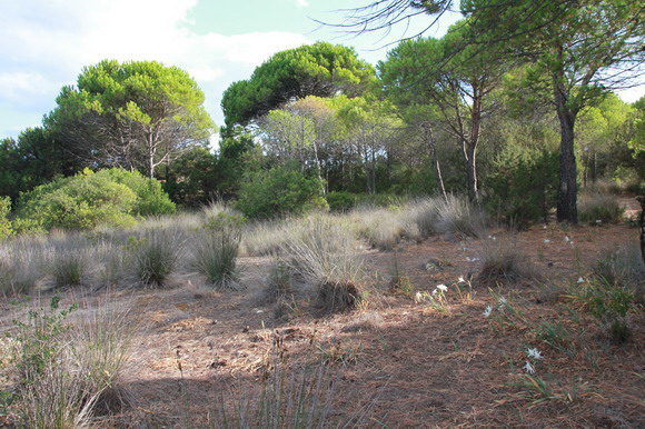sardinien_ost