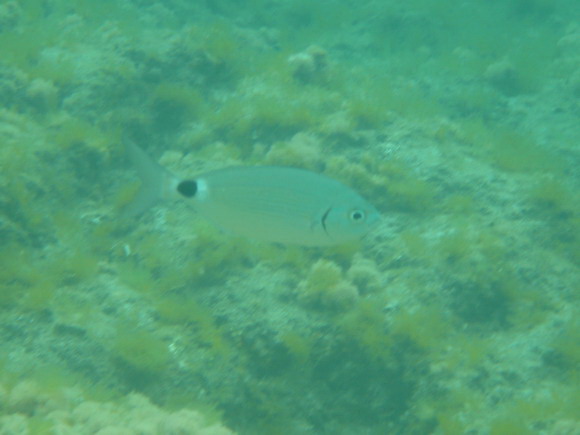 sardinien_ost