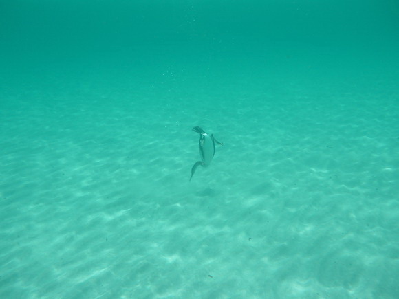 sardinien_ost