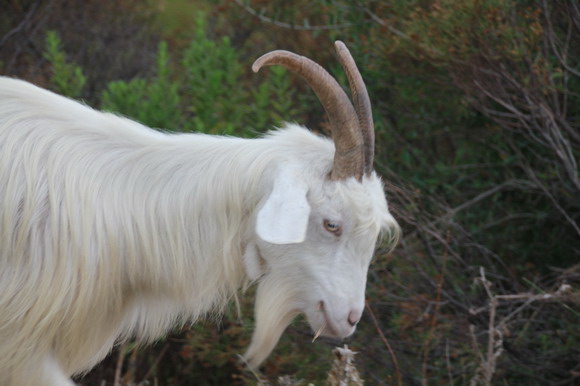 sardinien_west