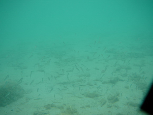 baldarin_2015