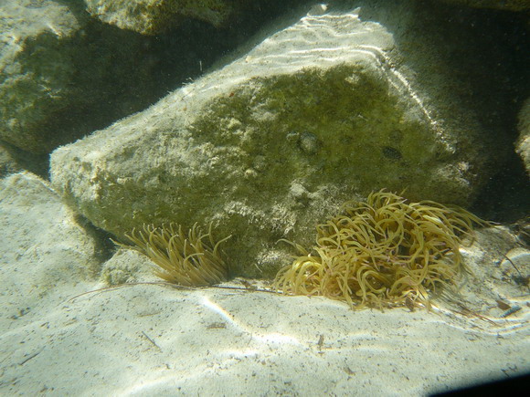 baldarin_2015