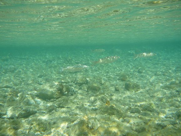 baldarin_2015