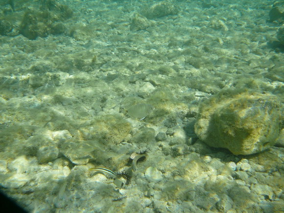 baldarin_2015