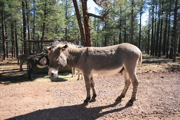bearizona