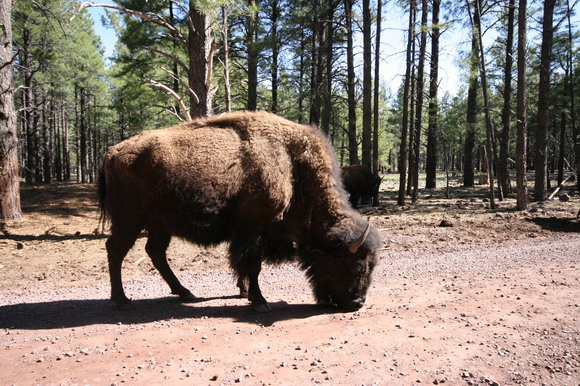 bearizona