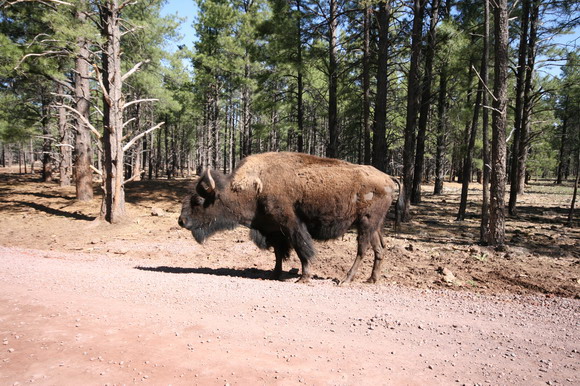 bearizona