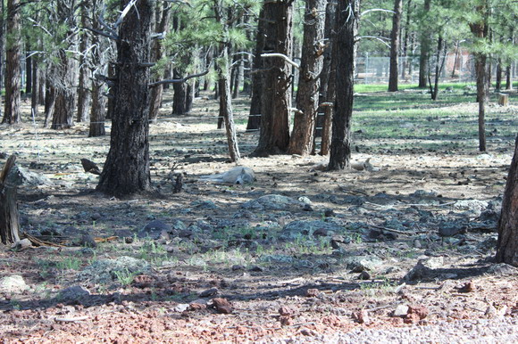 bearizona
