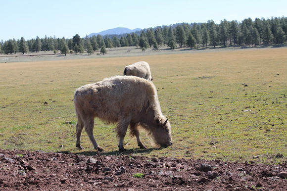 bearizona