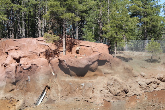 bearizona