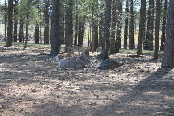 bearizona