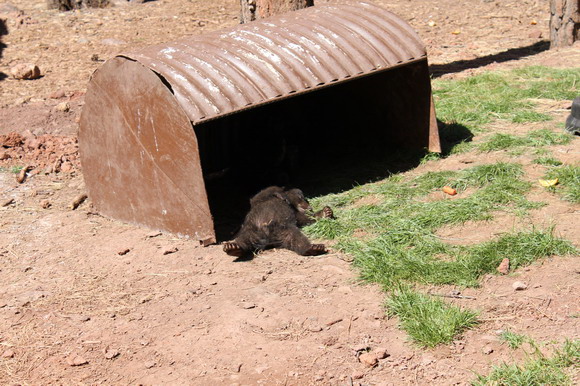 bearizona
