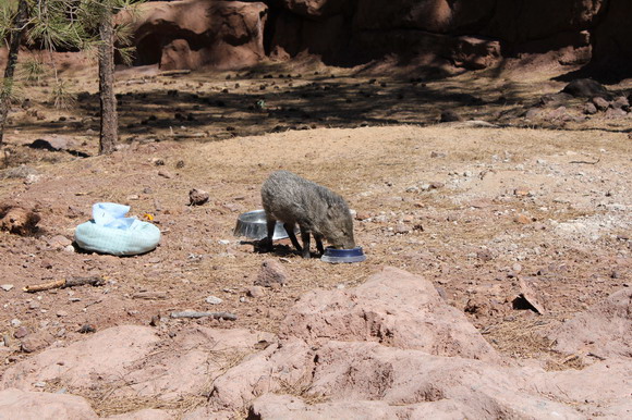 bearizona