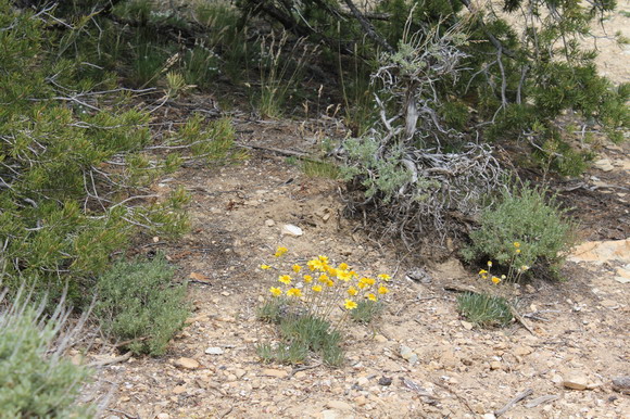 grand_canyon