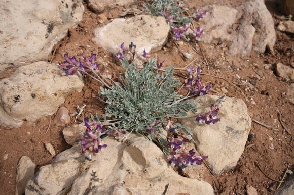 grand_canyon