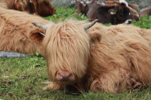 oesterreich-schweiz-italien