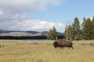 Yellowstone - Rapid City